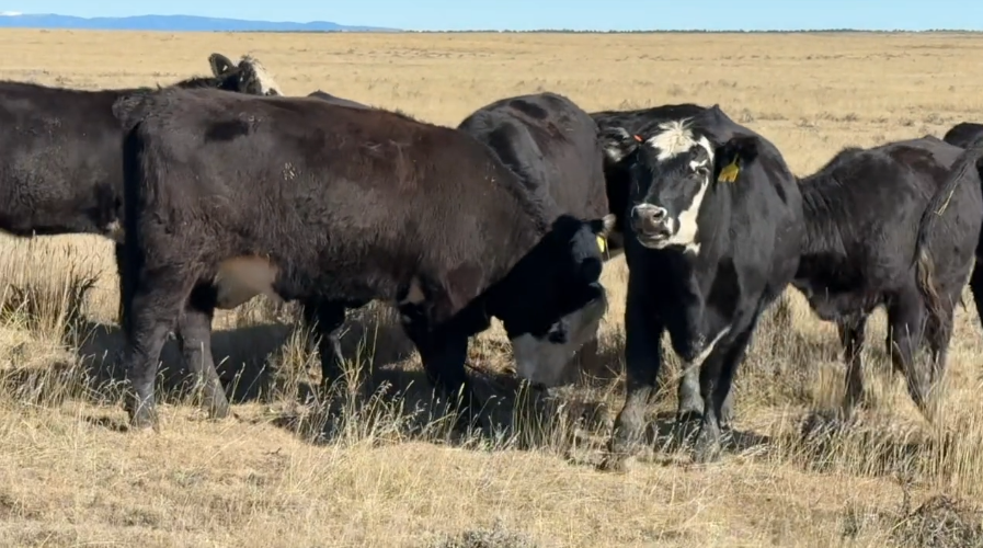 All Black White Face, 950 LBS, March – May Calvers.- BH1031A5